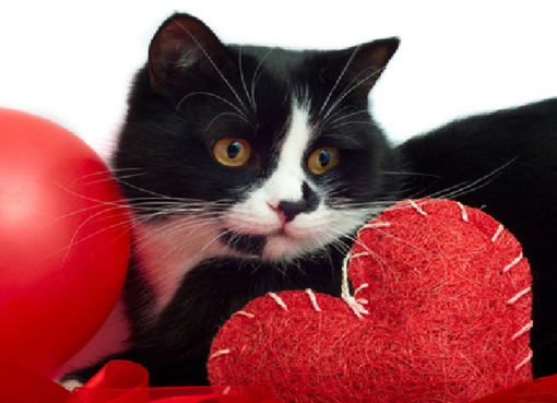 Take Care Of Your Cats When You Travel On Holiday Take Care Of Your Cats When You Travel On Holiday